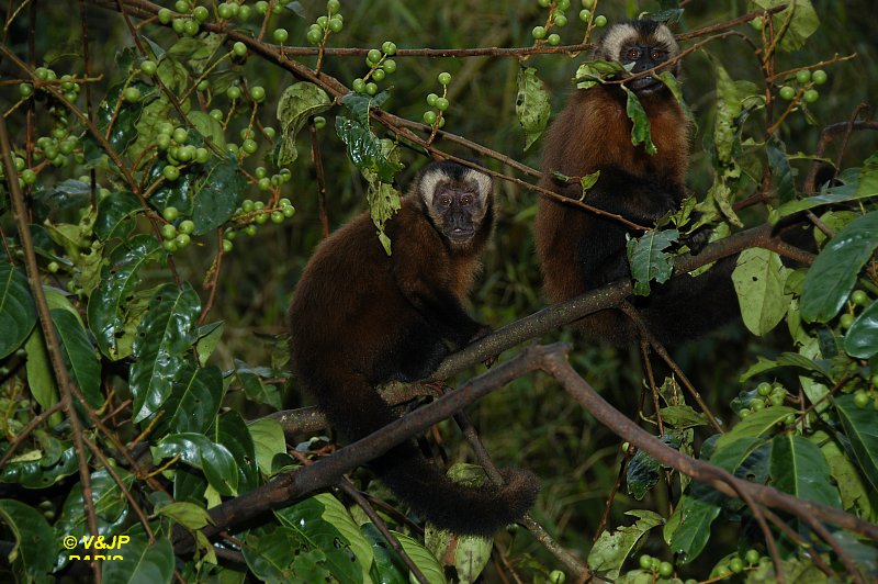 Brown Capuchin