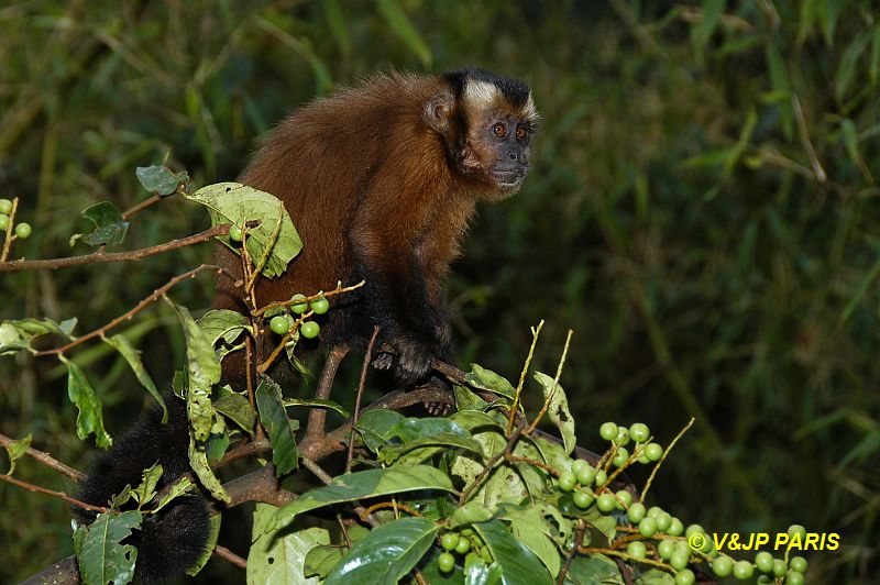 Brown Capuchin