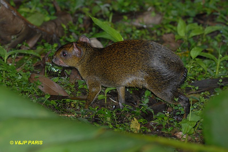 Brown Agouti