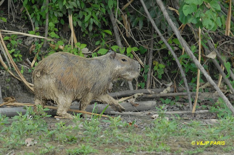 Capybara