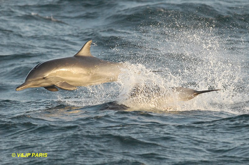 Dusky Dolphin