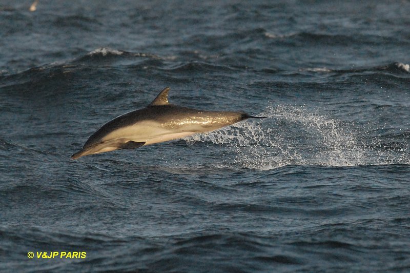 Lagenorhynchus obscurus