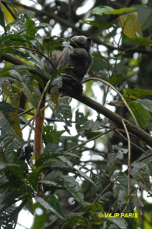 Imperial Tamarin