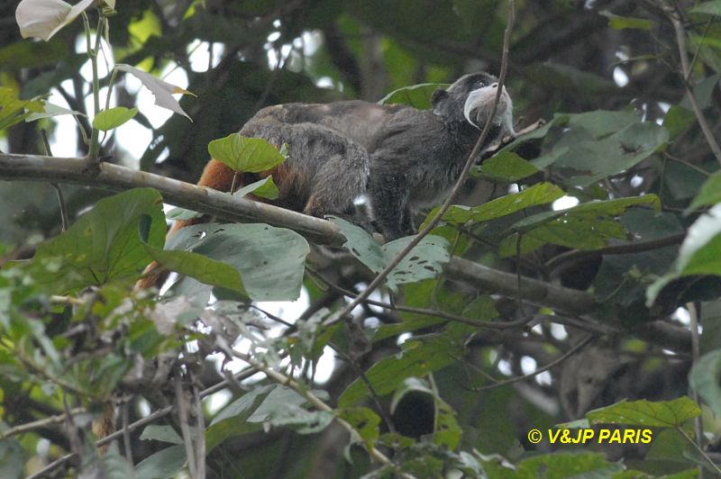 Imperial Tamarin