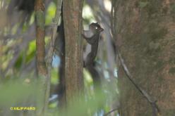 Amazon Red Squirrel