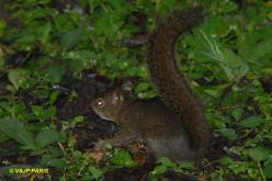 Bolivian Squirrel