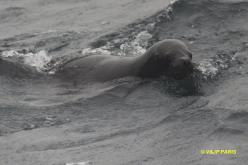 South American Sea-Lion