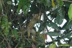 Black-capped Squirrel Monkey