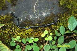 Speckled Worm Lezard