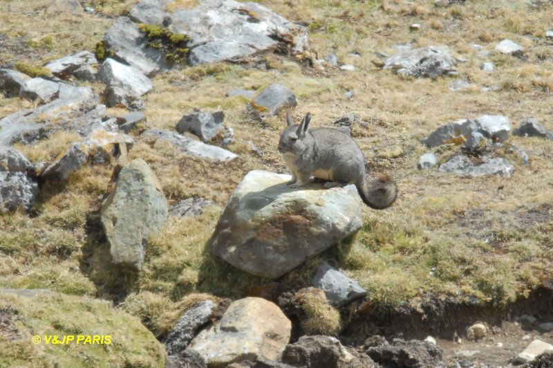 Montane Viscacha