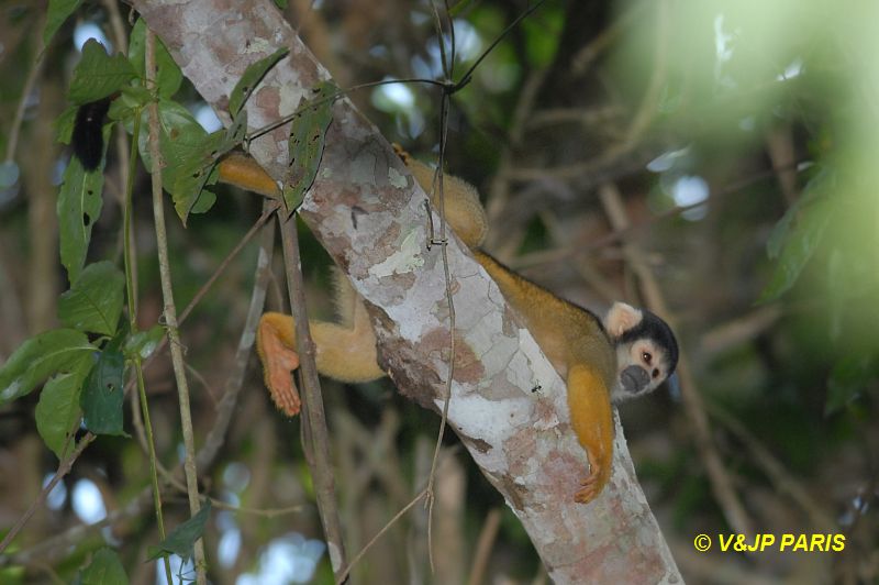 Black-capped Squirrel Monkey