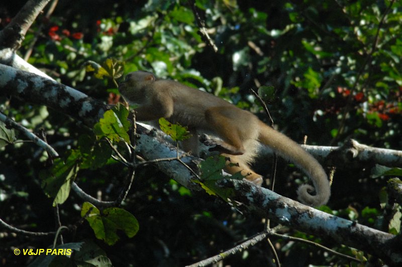 White-Fronted Capuchin