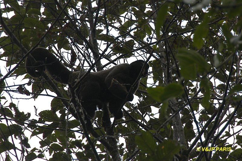 Singe laineux commun