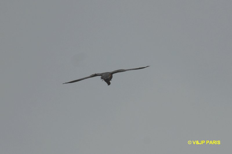 Falco femoralis