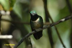 Amethyst-throated Sunangel