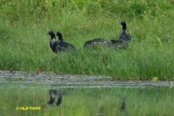 Horned Screamer