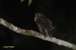 Tawny-bellied Screech-Owl