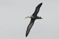 Waved Albatross
