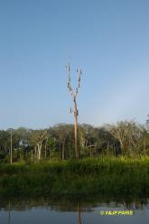 Manu NP, Manu Amazonia Lodge