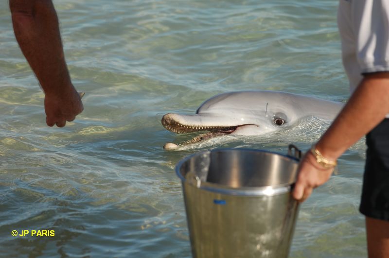 Bottlenosed Dolphin