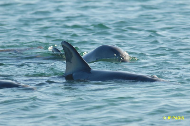 Bottlenosed Dolphin