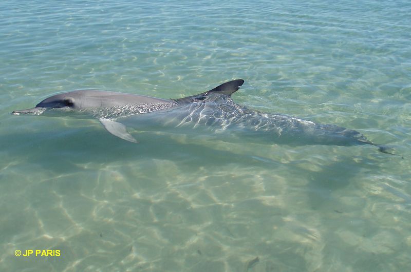 Bottlenosed Dolphin