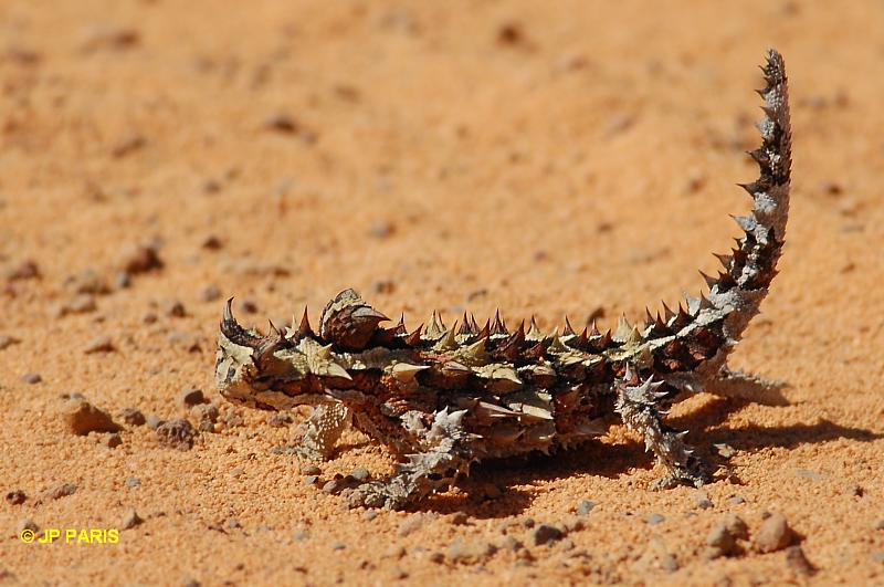 Thorny Devil