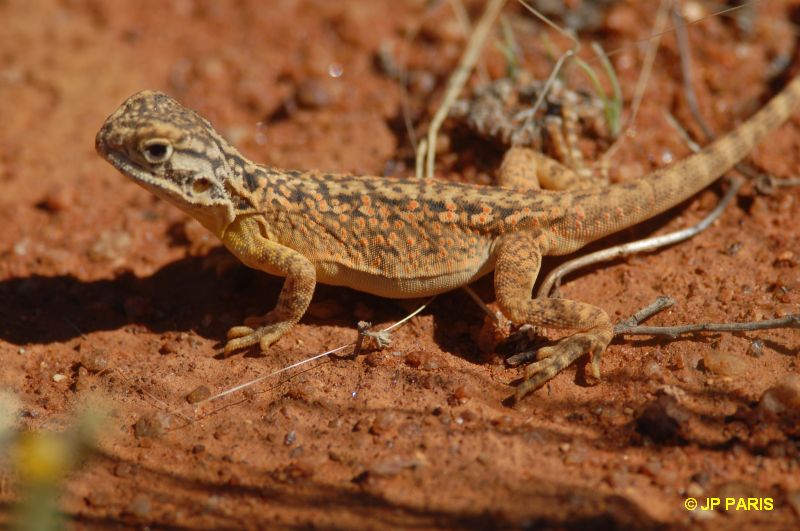 Lézards d'Australie