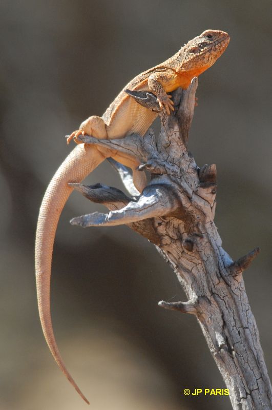 Lézards d'Australie