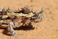 Thorny Devil