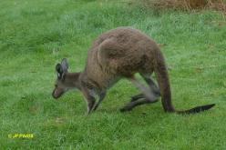 Western Grey Kangaroo