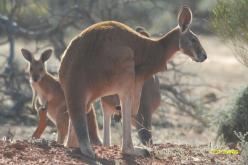 Red Kangaroo