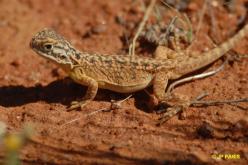 Australian Lizards