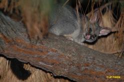 Common Brushtail Possum