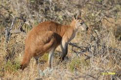 Wallaroo