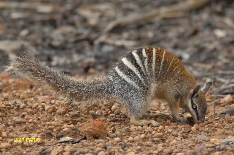  (Myrmecobius fasciatus). ,    