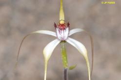 Caladenia longicauda