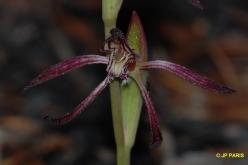 Pyrorchis nigricans