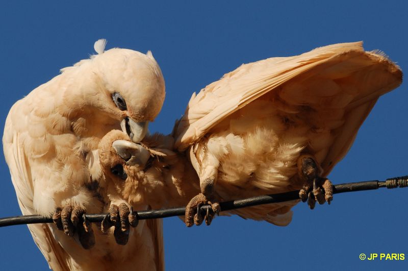 Cacatua sanguinea