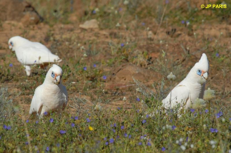 Cacatoès corella