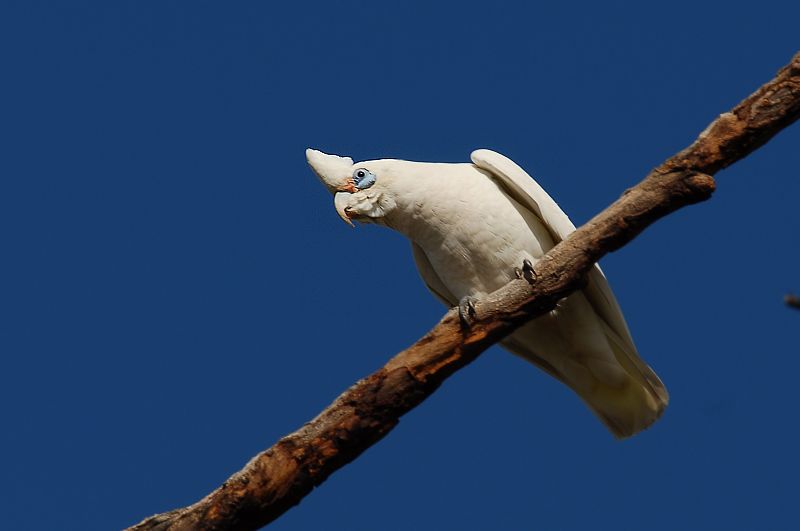 Cacatua pastinator