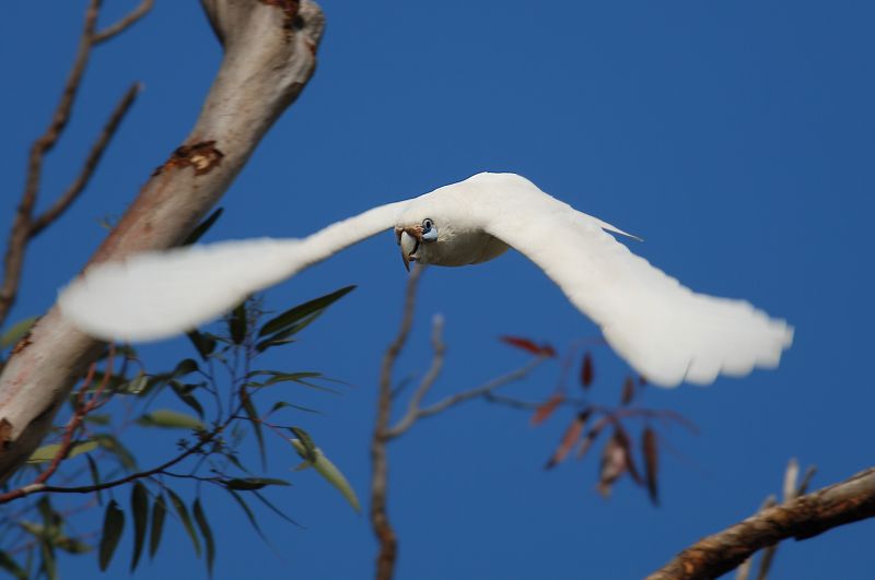 Cacatua pastinator