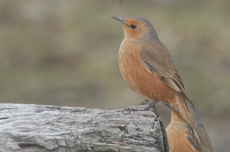 Rufous Treecreeper