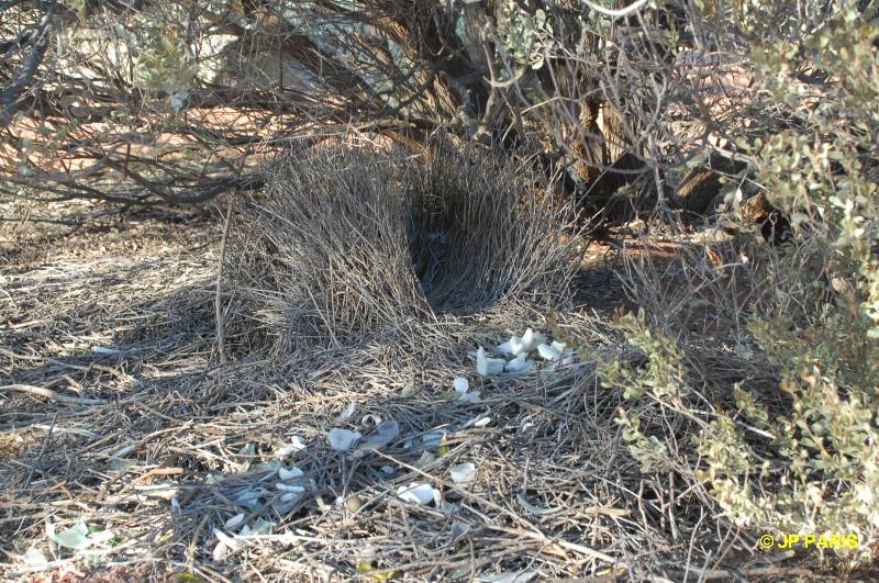 Western Bowerbird