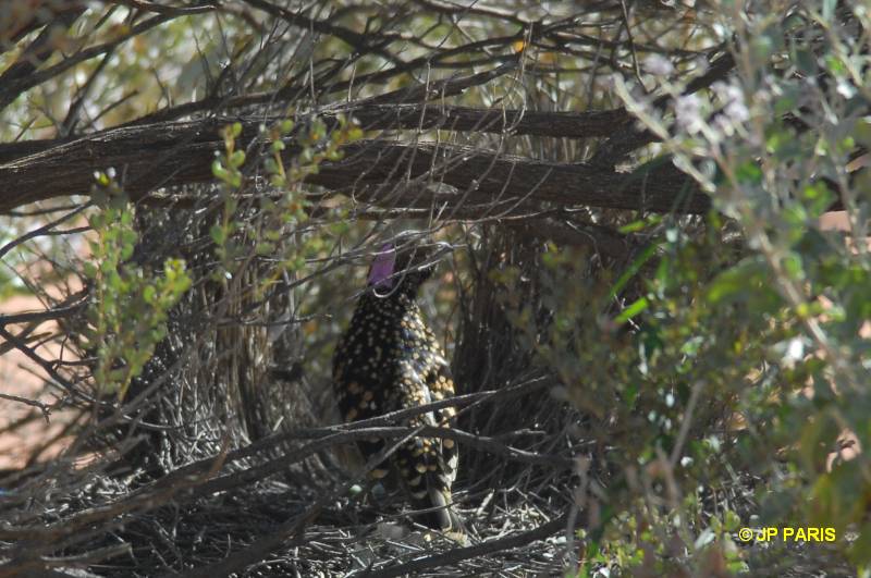 Western Bowerbird