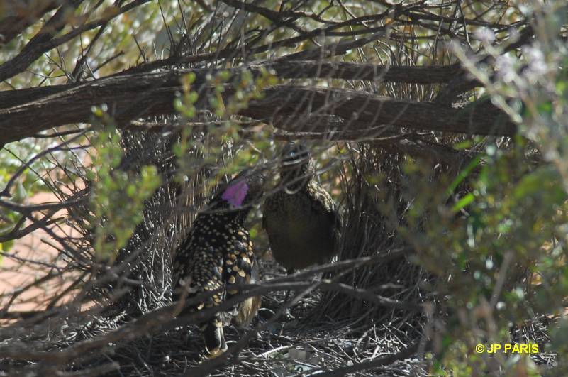 Western Bowerbird