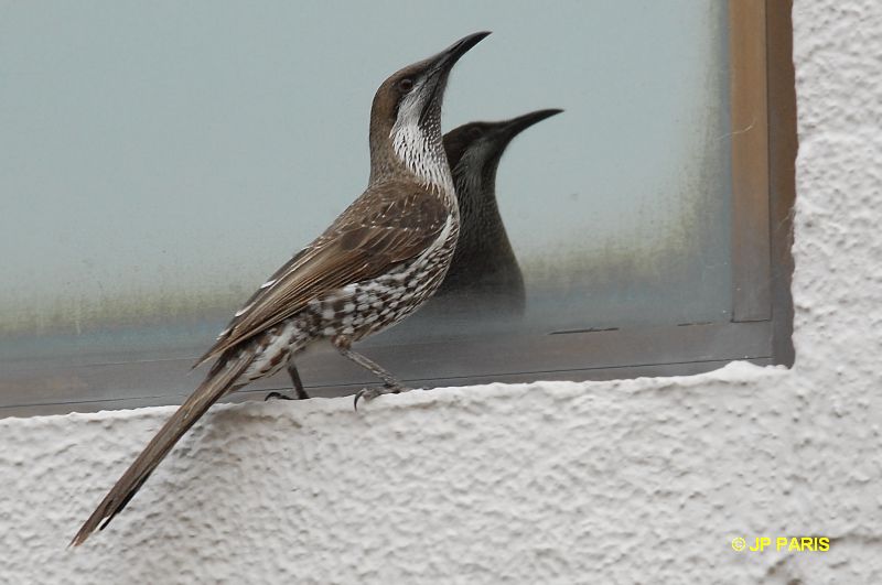 Western Wattlebird