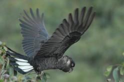 White-tailed Black-Cockatoo