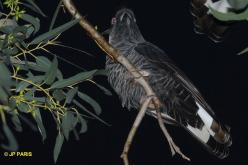 Slender-billed Black-Cockatoo