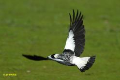 Australasian Magpie